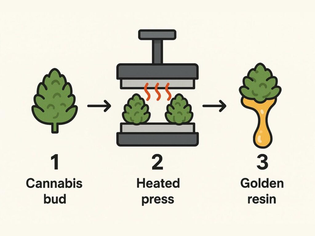 Heat and Pressure of cannabis bud