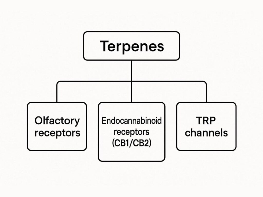 Meet the Most Common Cannabis Terpenes